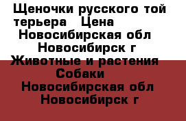 Щеночки русского той терьера › Цена ­ 12 000 - Новосибирская обл., Новосибирск г. Животные и растения » Собаки   . Новосибирская обл.,Новосибирск г.